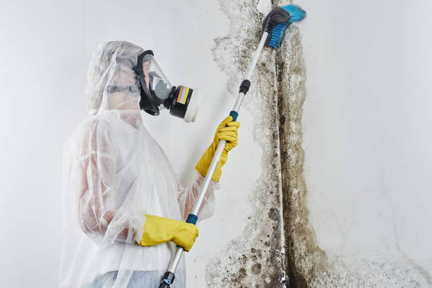 Best Mold Removal Company Near Me  in Tellico Village, TN