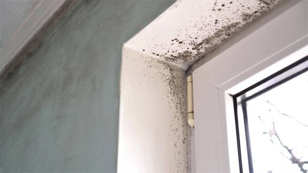 Best Black Mold Removal  in Tellico Village, TN