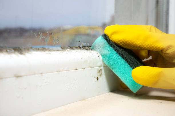 Mold Testing and Removal in Tellico Village, TN